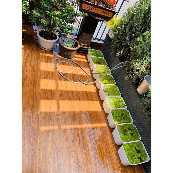 🐠 KHAY NHỰA TRONG SUỐT 7 LÍT 30x22x16 DỄ QUAN SÁT CÁ. KHAY 7 LÍT TRẮNG-TRONG-ĐEN. Gọn nhẹ, ngăn nắp, nuôi cá trồng cây.