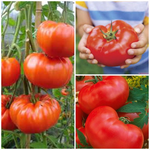 Hạt_Giống_Cà_Chua_Khổng_Lồ 50 hạt