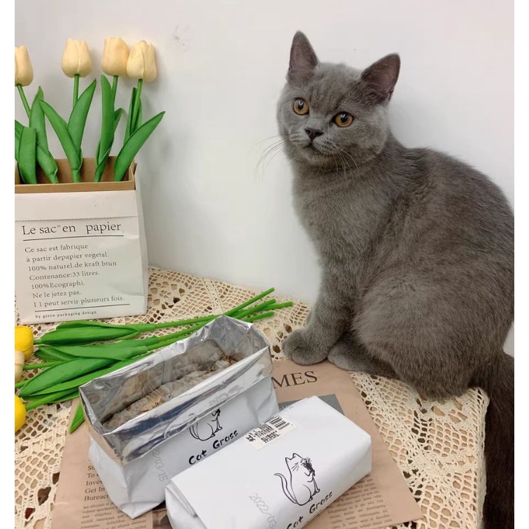 Cỏ Mèo Tự Trồng Cat Star - 1 Gói