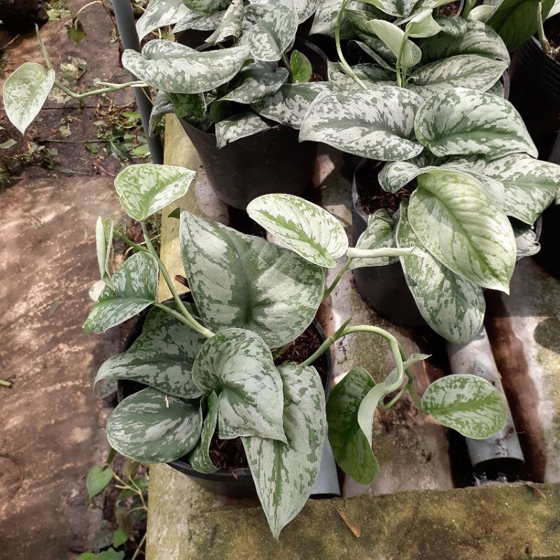 trầu bà lụa