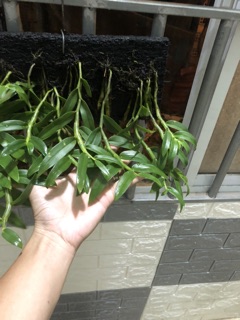 Long tu xuân