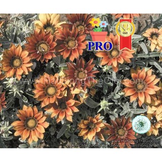 50h Hạt Giống Hoa Cúc Huân Chương Talent Đỏ F1 (| -KD: B36*V22*M238)