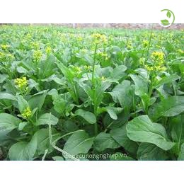 Hạt Giống Cải Ngồng  Phú Nông - Gói 20g -50g - Flowering Pak Choy PN-108