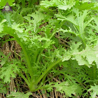 HẠT GIỐNG CÁC LOẠI RAU - 1 gói