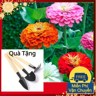 Hạt Giống Cúc Nhi Nha Tặng Bộ Dụng Cụ Mini Trồng Cây Tặng Bộ Dụng Cụ Mini Trồng Cây
