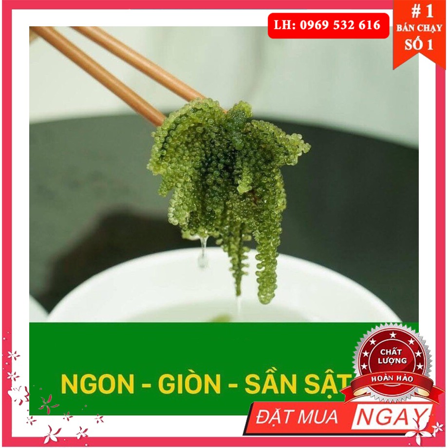 Rong Nho tách nước Gói 25gr - nở dc 60gr tươi - SEAWEED - kèm sốt mè | BigBuy360 - bigbuy360.vn