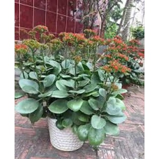 Cây hoa lá Bỏng ( combo 5 cây mini)
