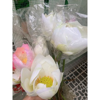 Hoa sen giả chụp ảnh cổ phục