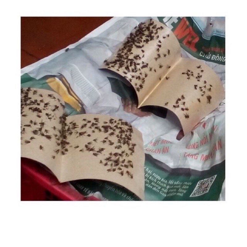 KEO DÍNH RUỒI