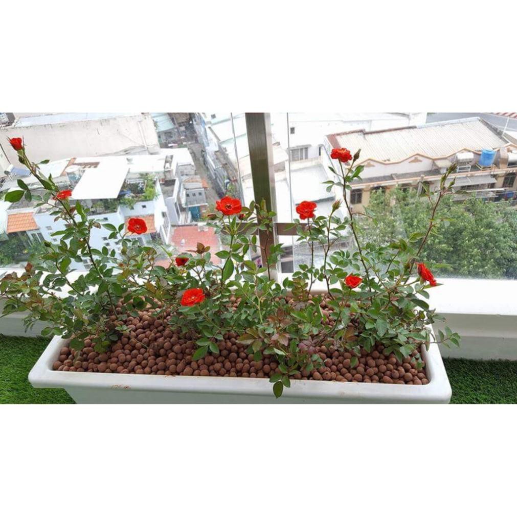 Đất sét nung POPPER 1 lít - trồng sen đá, xương rồng, thủy canh, phủ trang trí chống bay bụi rất đẹp