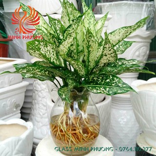 BÌNH THỦY TINH NUÔI CÁ ĐỂ BÀN,CHẬU CÁ THỦY TINH MINI,BÌNH THỦY TINH TRỒNG CÂY THỦY SINH BDNB