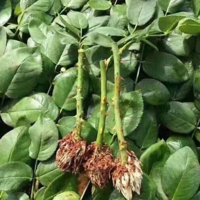 Kích rễ siêu mạnh ⚡️ dùng cho: ươm hạt, triết cành, dâm cành, kích thích tăng trường cho cây ⚡️