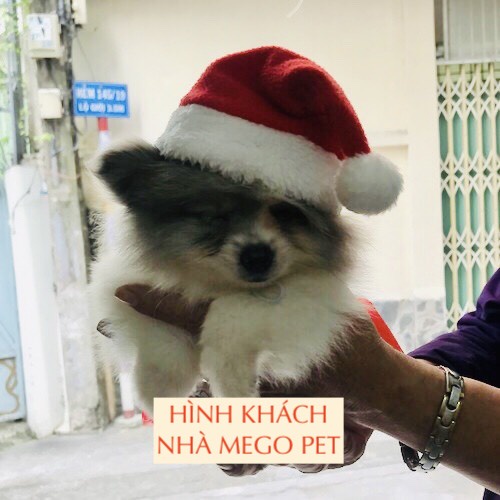 PHỤ KIỆN MŨ NÓN BỜM NOEL CHO THÚ CƯNG (Chọn mẫu)