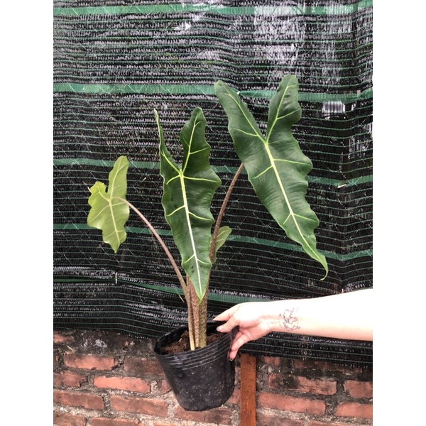 Alocasia Sarian cây kiểng lá trồng decor trang trí