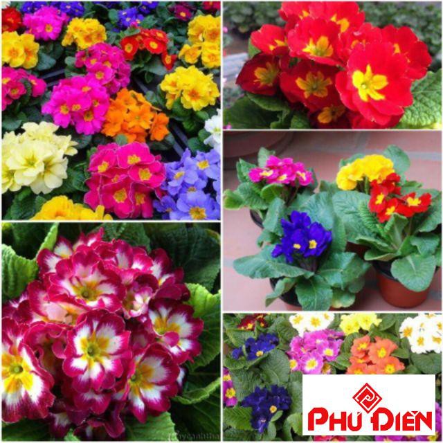 Gói 50 hạt giống hoa báo xuân mix màu  PHÚ ĐIỀN