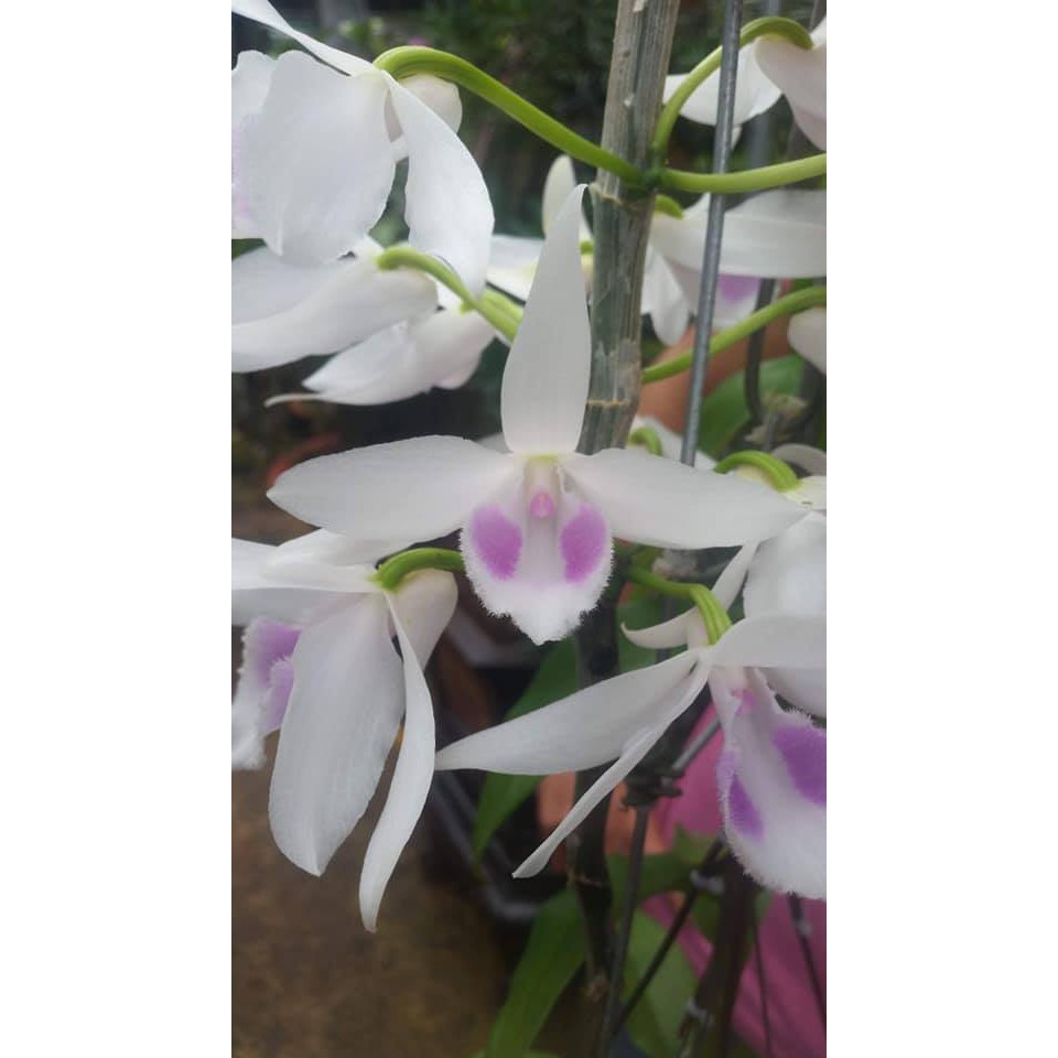 Phi điệp 5ct hải dương