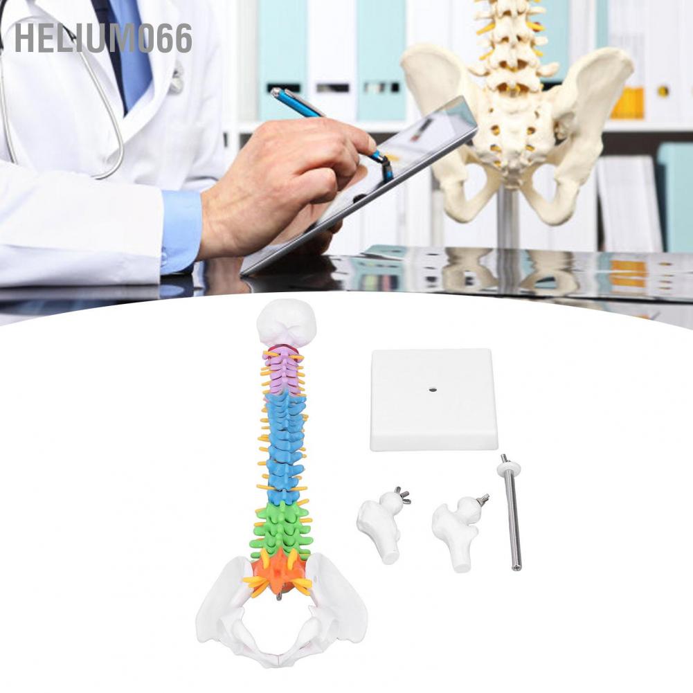 Helium066 Spine Model PVC 45cm Colour Coded Miniature with Thigh Bone Set Kit for Learning Teaching