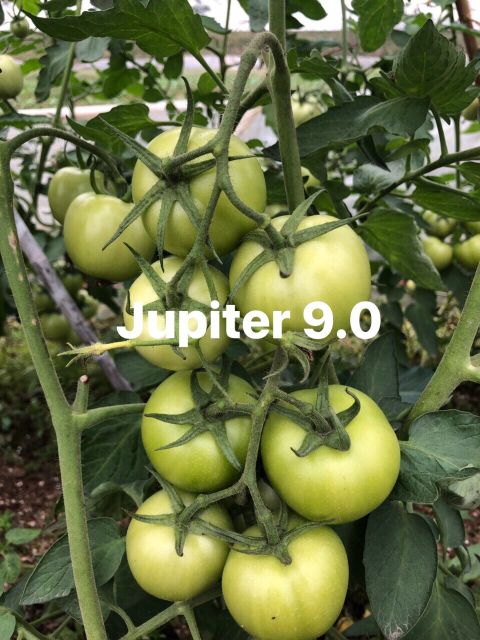 Gói 0.5gr (~150 hạt) cà chua siêu trái Jupiter 9.0 giống Thái Lan chịu nhiệt