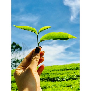 TRÀ THIÊN THẢO SÂM DỨA 300G_ĐẶC SẢN ĐÀ LẠT