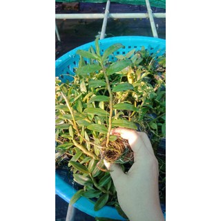 Lan phi điệp giống