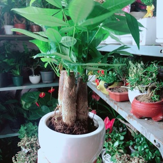 Chậu Cây Kim Ngân 3 Thân