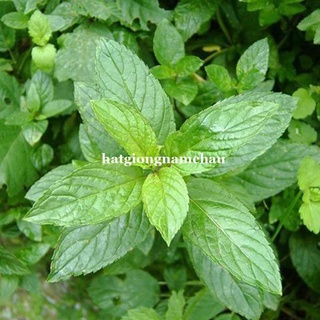 100h - hạt giống bạc hà âu pepermint