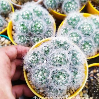 Xương rồng M.baulmi bụi 7-8cm