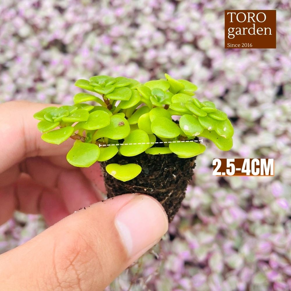 Sen đá sedum vảy cá Đà Lạt size mini cây cảnh trang trí nhà cửa Toro garden