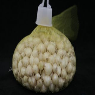 100g hành tăm( củ nén) Nghệ An