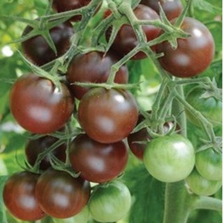5 Hạt giống Cà chua Socola 