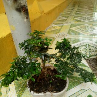 Cây kim quýt bonsai
