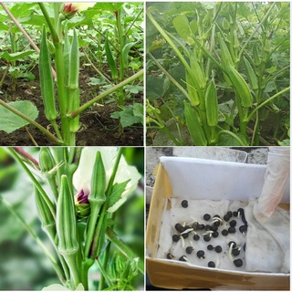 Hạt giống đậu bắp xanh cao sản siêu lùn - 10 gram kns2413