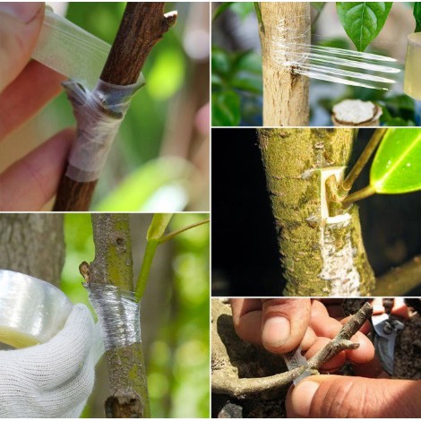 Băng dính ghép cây tự dính,tự hủy giúp bảo vệ mối ghép, băng ghép cây chuyên nghiệp (khổ 3cm x 80m)