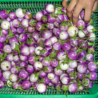 Hạt giống cà pháo tím trái tròn nhỏ gói 1g giá rẻ