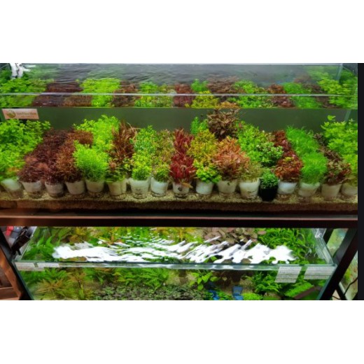 COMBO 5 CỐC CÂY THỦY SINH CẮT CẮM - TRỒNG TRONG BỂ THỦY SINH