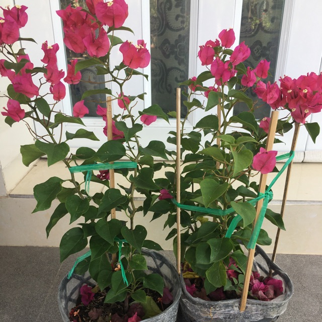 Cây hoa giấy đỏ siêu hoa ảnh thiệt