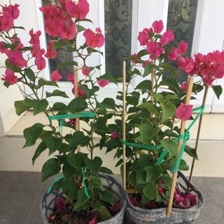 Cây hoa giấy đỏ siêu hoa ảnh thiệt