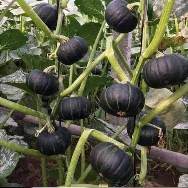 Hạt giống bí ngô mini siêu quả  .