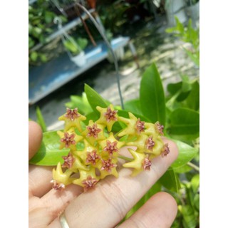 Cẩm cù vàng ổi trưởng thành sắp hoa (số ít đang nụ)