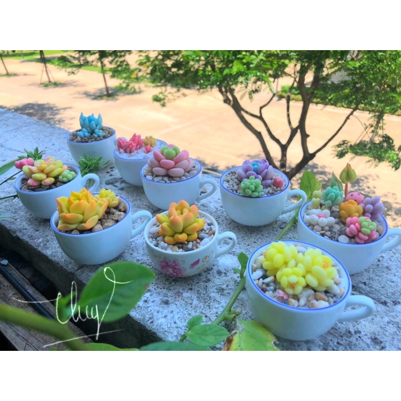 SEN ĐÁ ĐẤT SÉT/Quà Tặng Dễ Thương