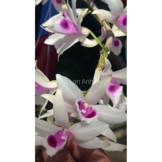 Ki phi điệp 5 cánh trắng mũi trắng.