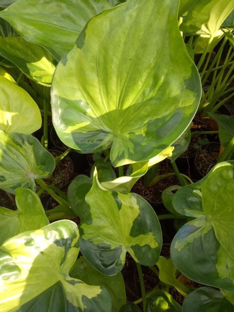 Môn tai phật var - Alocasia Cucullata Varigated