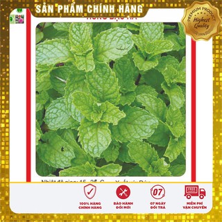 Hạt Giống Húng Bạc Hà [Bán Sỉ]