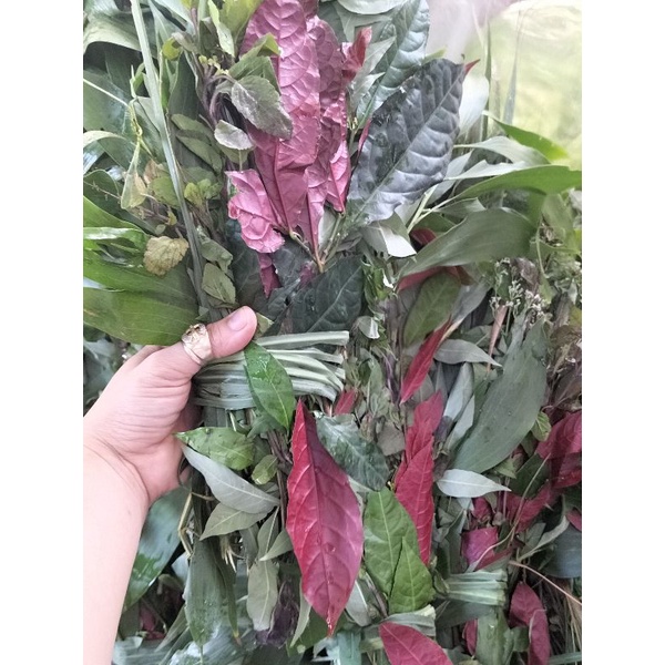 BÓ LÁ XÔNG TƯƠI GỒM CÁC LOẠI LÁ BẢO VỆ SỨC KHỎE / LÁ XÔNG XƯƠNG RỒNG DIỆT SÂU BỌ