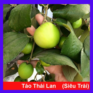 caykiengsadec - Cây Táo Thái Lan Siêu Trái - Cây cảnh sân vườn