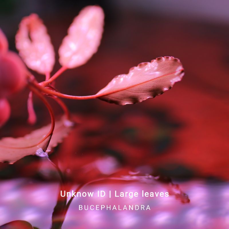 Bucep tím | Hàng ngọn lớn | Cây thủy sinh