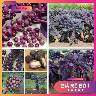 Hạt giống bắp cải mini tím dinh dưỡng siêu kute LUCKY.VN