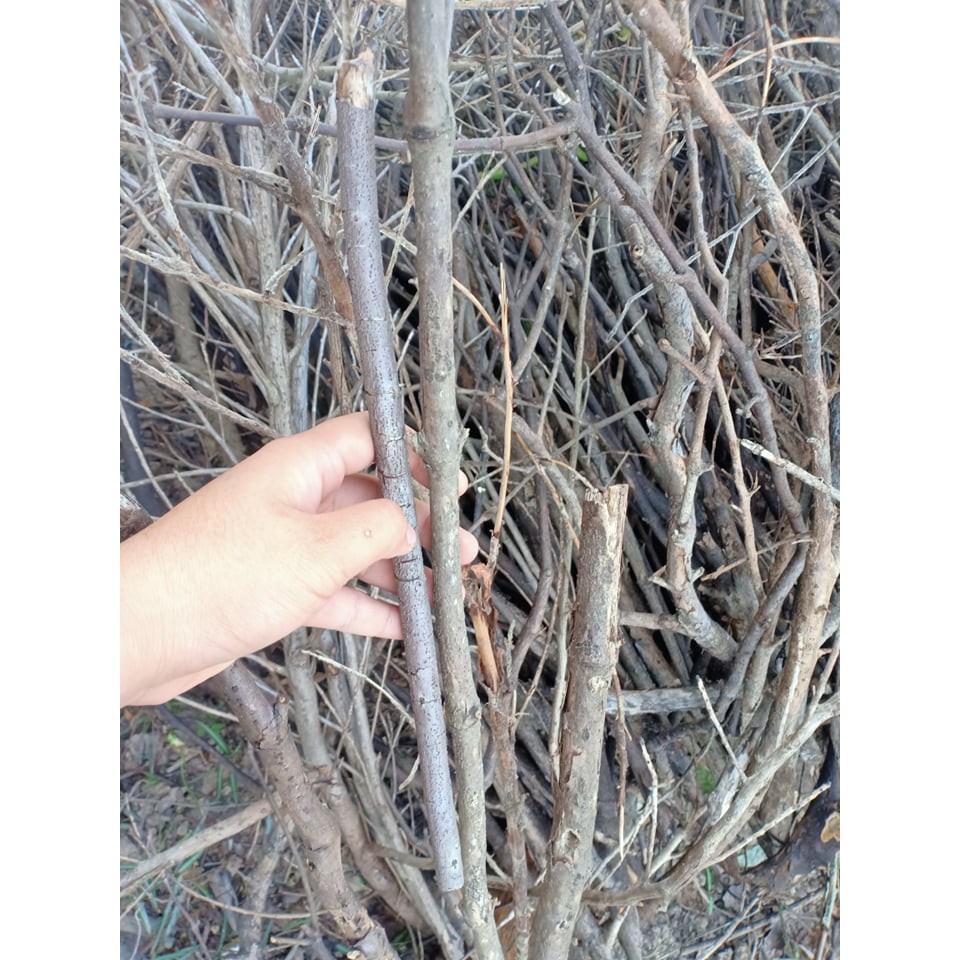 Bó cành củi khô tự nhiên trang trí decor 200gram