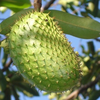 500gr_ Trà Mẵng Cầu Xiêm Nhà Làm