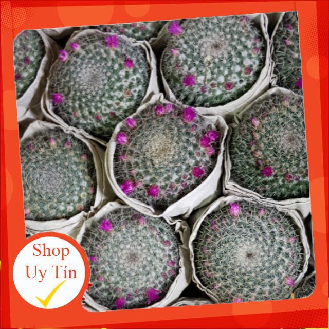 Xương rồng sinh nhật trung (ra hoa tùy đợt)🍏 |FREESHIP| 🔥 XỨ NÓNG, ĐÃ THUẦN KHÍ HẬU, KHOẺ ĐẸP 🍏 LỖI 1 ĐỔI 1